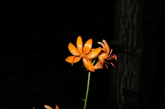 Lilium distichum