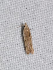 Dichomeris acuminatus