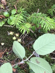 Amelanchier sanguinea