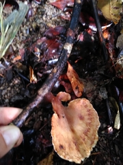 Cymatoderma dendriticum