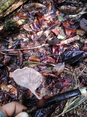 Cymatoderma dendriticum