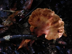 Cymatoderma dendriticum