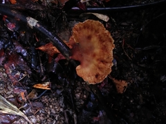 Cymatoderma dendriticum