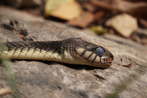 Blandings Tree Snake