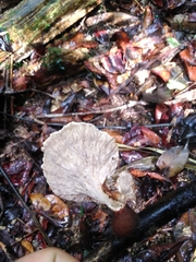 Cymatoderma dendriticum