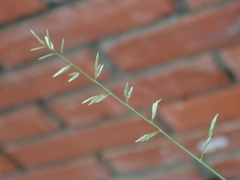 Eragrostis cumingii