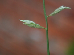 Eragrostis cumingii