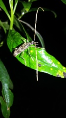 Zulphis subfasciata