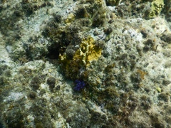 Clavelina puertosecensis