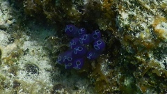 Clavelina puertosecensis