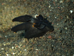 Thecacera