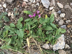 Betonica officinalis