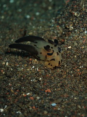 Thecacera