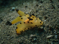 Thecacera