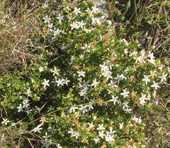 Philotheca difformis