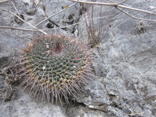 Mammillaria winterae