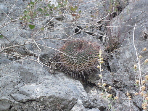 Mammillaria winterae