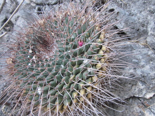 Mammillaria winterae