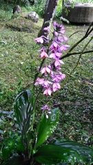 Calanthe masuca