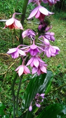 Calanthe masuca