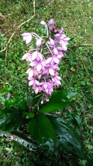 Calanthe masuca