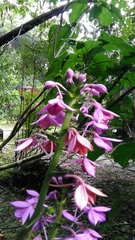 Calanthe masuca