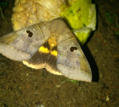 Thyas coronata