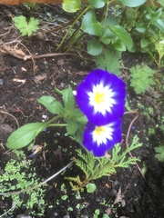 Convolvulus tricolor