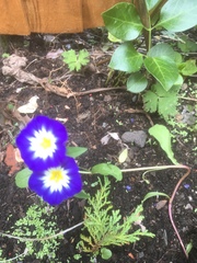 Convolvulus tricolor