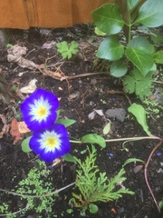 Convolvulus tricolor
