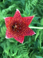 Lilium grayi