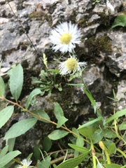 Erigeron philadelphicus provancheri