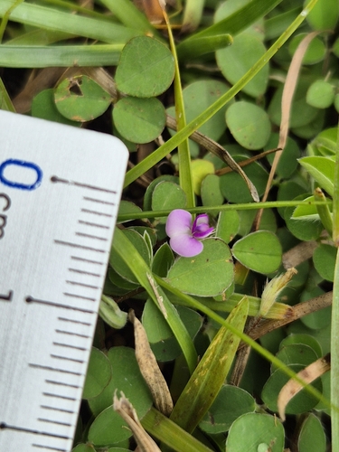threeflower ticktrefoil (Desmodium triflorum)