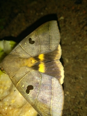 Thyas coronata