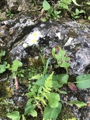 Erigeron philadelphicus provancheri