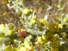 Calocoris nemoralis