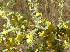 Calocoris nemoralis