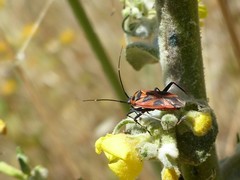 Calocoris nemoralis