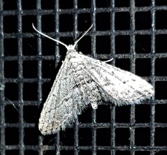 Araeopteron canescens