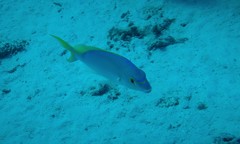 Scolopsis monogramma