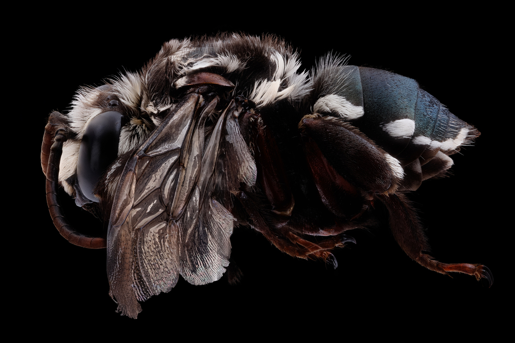 Mesoplia bifrons