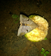 Thyas coronata