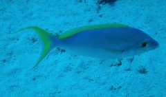 Scolopsis monogramma