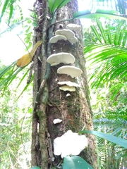 Trametes repanda