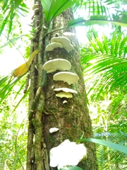 Trametes repanda