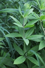 Hylotelephium verticillatum