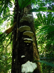 Trametes repanda