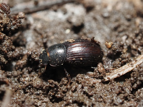 Aparammoecius
