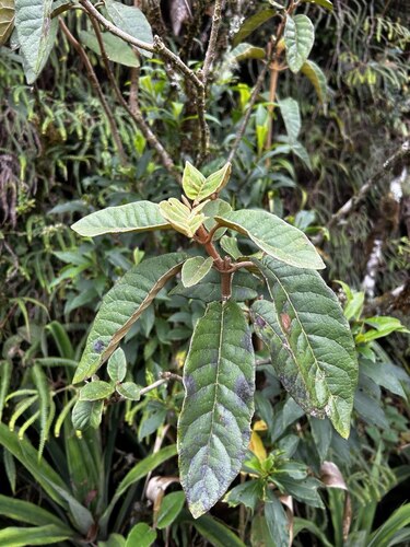 Gynoxys azuayensis