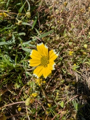Layia chrysanthemoides, photograph (c) joergmlpts, some rights reserved (CC BY)